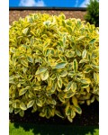 Бруслина японська Ауреус|Euonymus japonicus ’Aureus’|Бересклет японский Ауреус